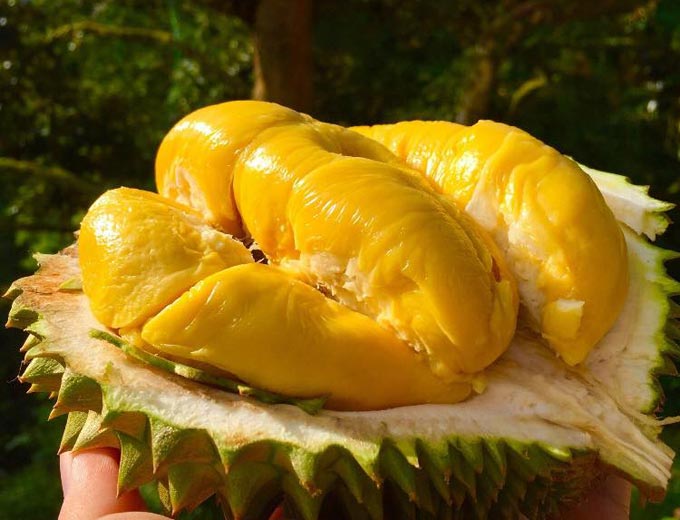 Sầu riêng Musang King sở hữu vị ngọt thơm nồng, món quà giá trị