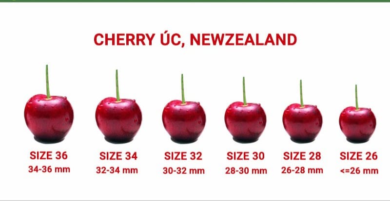 bảng kích thước cherry úc