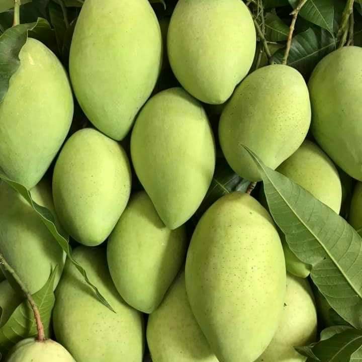 Xoài cát Hòa Lộc, loại trái cây thơm ngọt bậc nhất tại Việt Nam