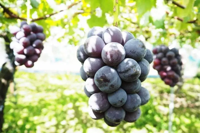 nho mẫu đơn đen