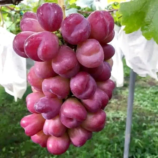 nho mẫu đơn đỏ